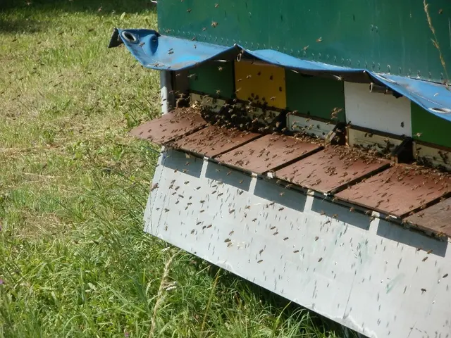 The image shows a beehive full of bees on the side of a building, surrounded by lush green grass....