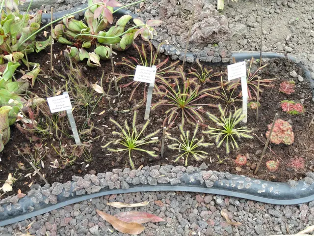 The image shows a garden filled with lots of different types of plants, including a sundew,...