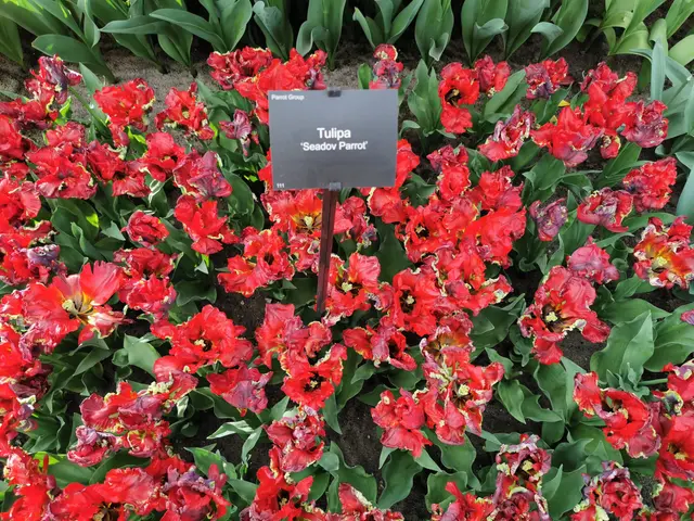 The image shows a garden filled with vibrant red tulips, with a board in the middle displaying the...