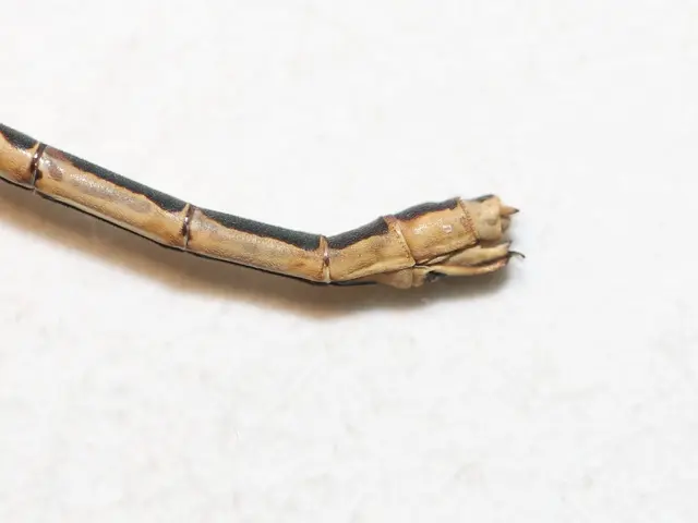 The image shows a close up of a stick insect on a white surface.
