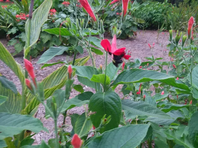 The image shows a garden filled with lush green plants and vibrant red scarlet clematis flowers,...