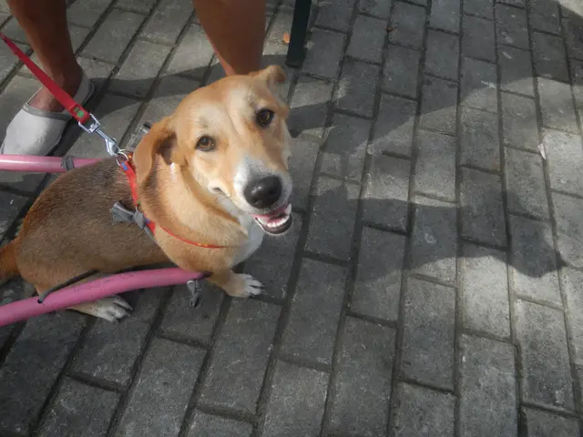 The image shows a dog on a leash being held by a person, with a pink object in the background. The...
