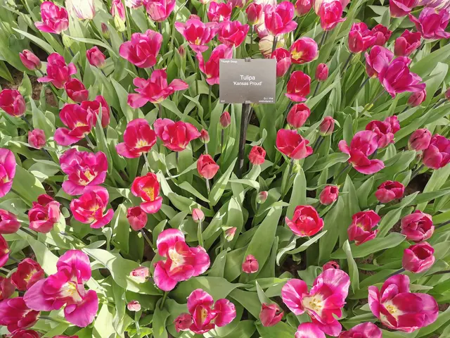The image shows a field of pink tulips with lush green leaves and a board in the middle. The tulips...