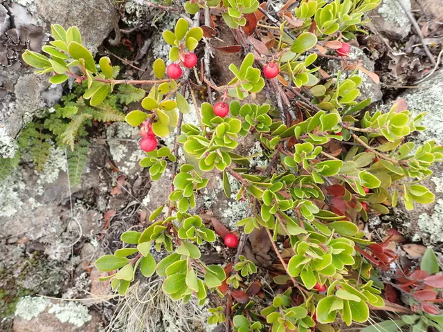 The image shows a plant with bright red lingonberry berries growing on the side of a rocky...