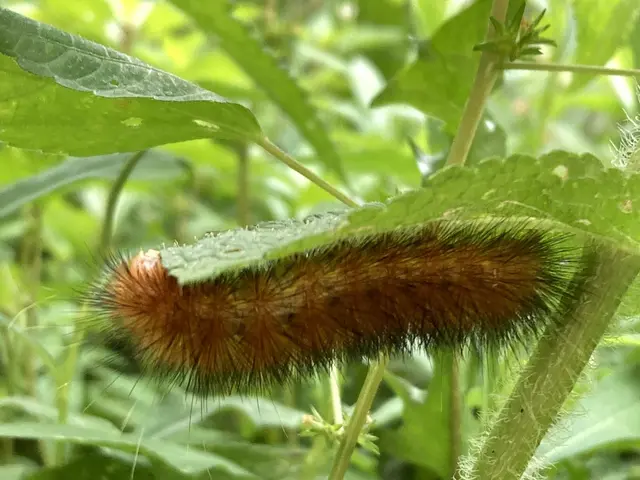 The image shows a close up of a woolly bear moth caterpillar on a plant, surrounded by other plants...
