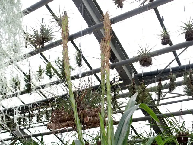 The image shows a greenhouse filled with lots of potted plants, including houseplants, hanging from...