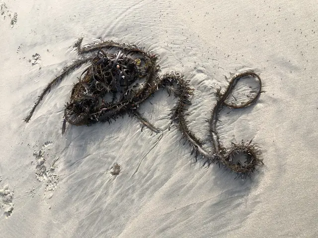 The image shows a pile of seaweed on the beach with the word "love" written in the sand. The...