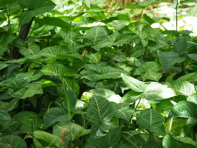 The image shows a close up of a plant with green leaves, identified as pothos. The leaves are a...