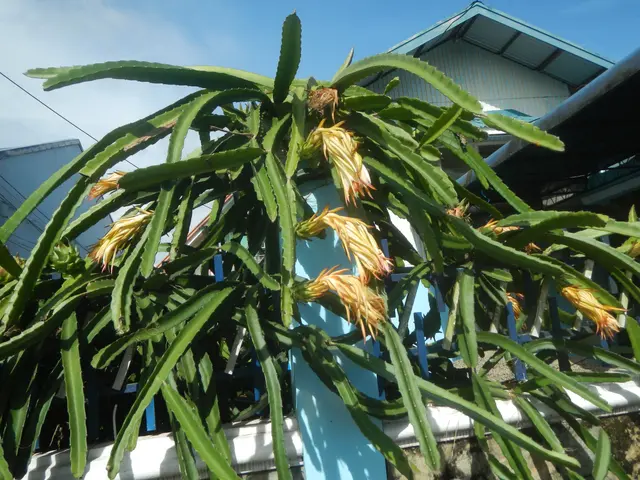 The image shows a dragon fruit cactus in front of a building, with its vibrant yellow flowers...