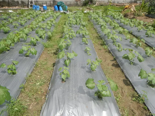The image shows a vegetable garden with rows of plants growing in it, covered with polythene...