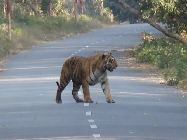 The image shows a tiger crossing the road in the middle of a forest, surrounded by trees and plants...