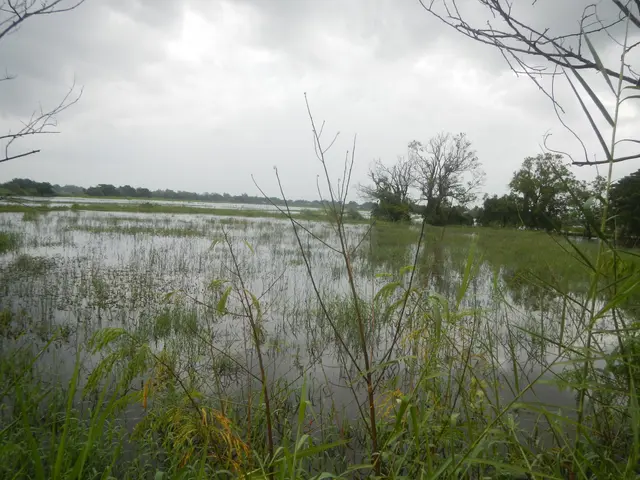 The image shows a wetland with tall grass and trees in the background. The water is still and the...