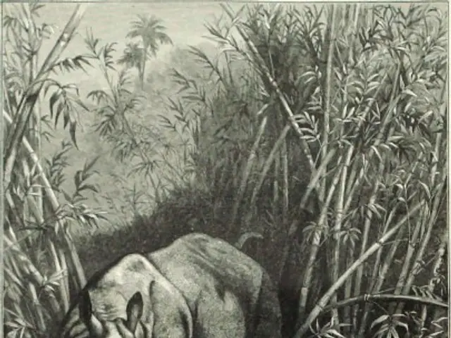 The image shows a black and white drawing of a rhinoceros and a tiger in the jungle, surrounded by...