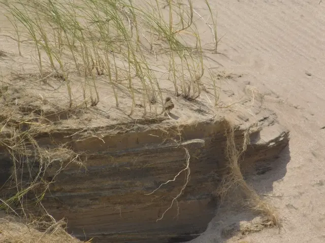 The image shows a sand dune with a large rock in the middle of it, surrounded by grass. The rock is...