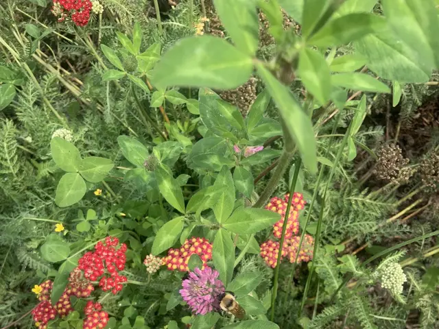 The image shows a garden with a variety of plants and flowers, including a bee perched on one of...