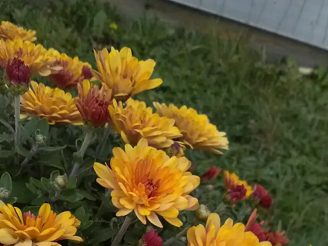 The image shows a bunch of yellow and red chrysanthemums in front of a building, with lush green...