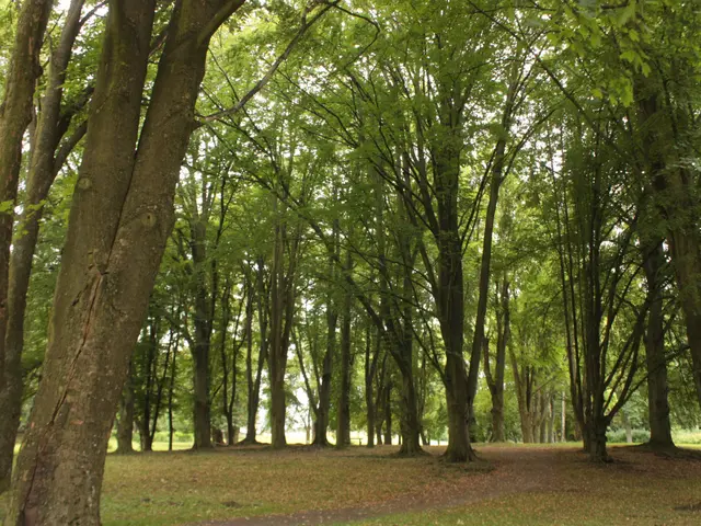The image shows a park filled with lots of trees in the middle of it, with grass and dried leaves...