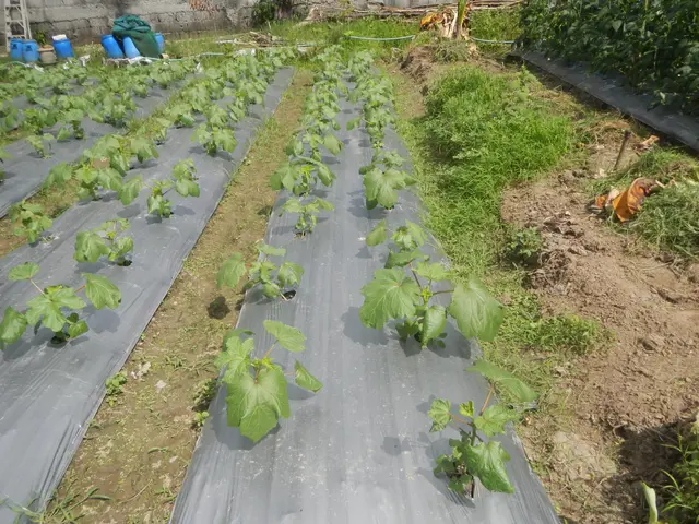 The image shows a vegetable garden with rows of cucumbers growing in it, surrounded by lush green...