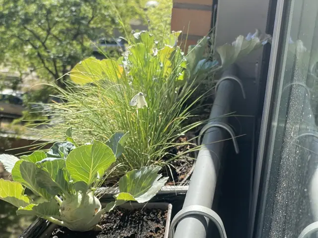 The image shows a window sill with a planter filled with plants next to a window, with a pipe...