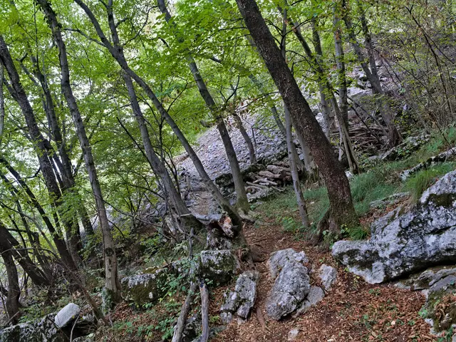The image shows a trail winding through a wooded area with trees, rocks, grass, and dried leaves on...