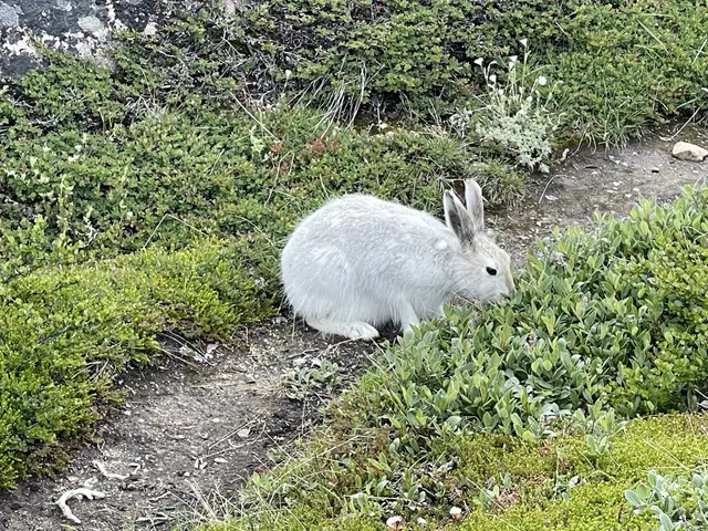 The image shows a snowshoe hare sitting in the middle of a grassy field, surrounded by plants and a...