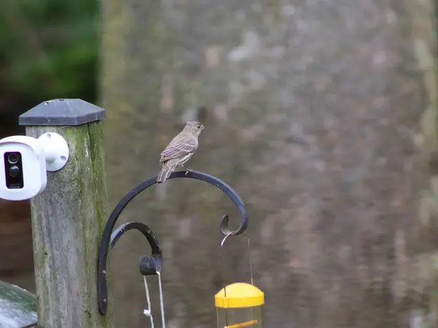 The image shows a small bird perched atop a metal pole next to a bird feeder, with a camera...