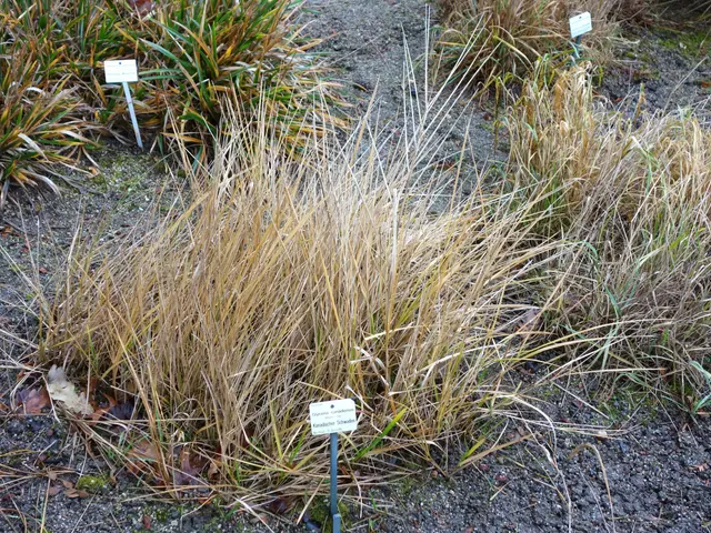 The image shows a garden with a variety of ornamental grasses, including switch grass, in the...