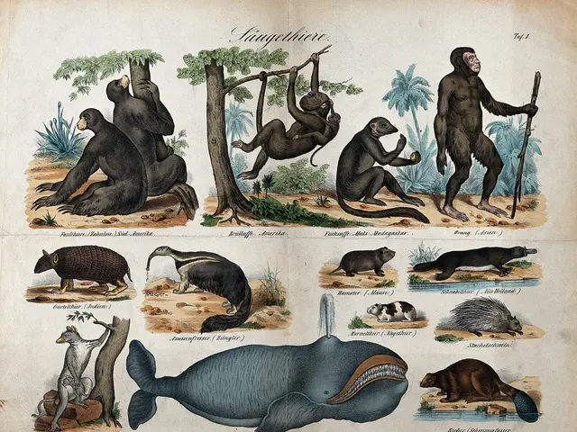 The image shows an old book with a variety of animals on it, including monkeys, trees, plants, and...