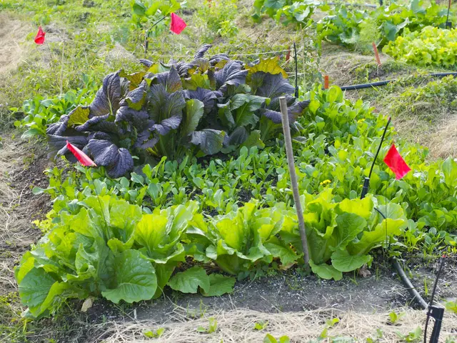 The image shows a vegetable garden with lots of green plants and red flags, as well as black pipes...