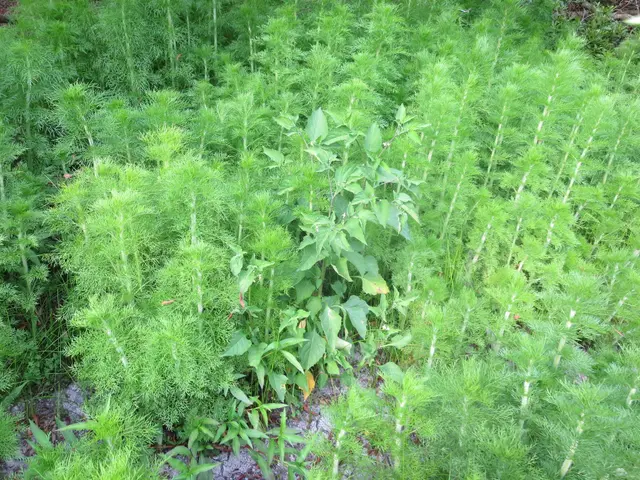 The image shows a garden filled with lots of green plants, including dill. The plants are lush and...