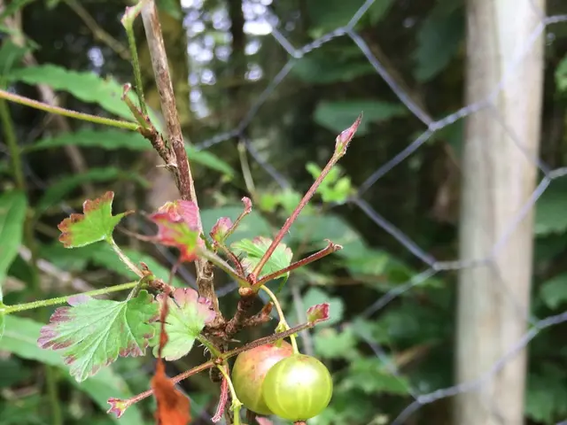 The image shows a bush with green gooseberries growing on it next to a fence, with trees in the...