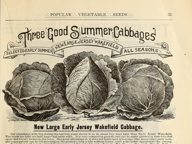 The image shows a paper with pictures of cabbage and text that reads "Three Good Summer Cabbages"....
