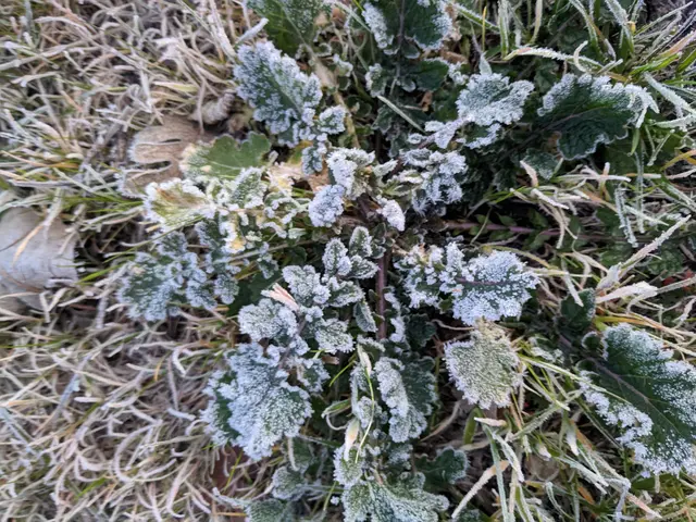 The image shows a plant covered in frost on the ground, with its leaves and grass glistening in the...