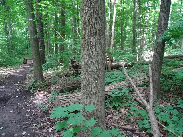 The image shows a trail winding through a wooded area with tall trees and lush green plants. The...