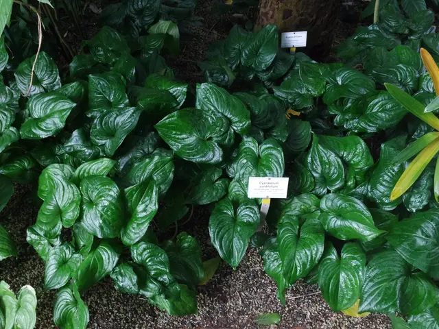 The image shows a garden filled with lots of green plants, with name boards on the ground and a...