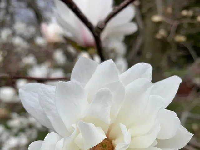 The image shows a white magnolia flower on a tree in the middle of a park, surrounded by lush green...
