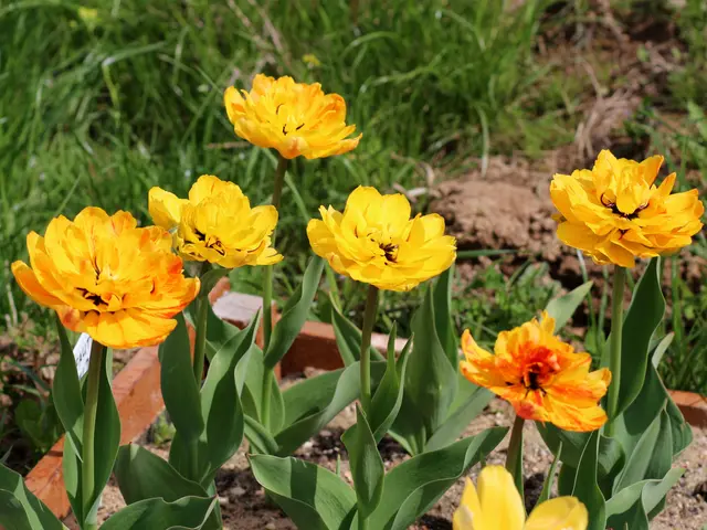 The image shows a garden with yellow tulips in the foreground, surrounded by lush green grass in...