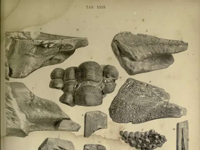 The image shows an open book with a variety of fossils on it. The book is filled with different...