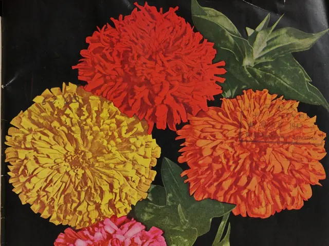 The image shows a book with a bunch of colorful zinnia flowers on top of it, along with some text...