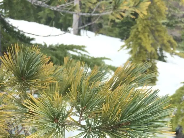 The image shows a close up of a white pine tree in the snow, surrounded by other trees in the...