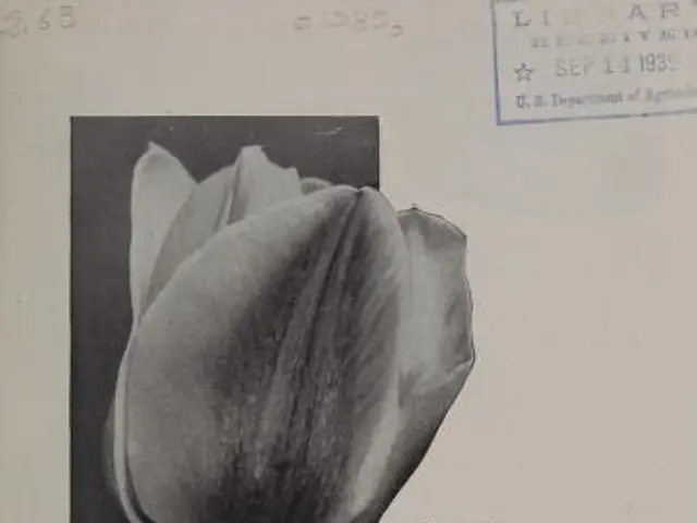 The image shows a black and white photo of two tulips on a book with the words "Spring Flowering...