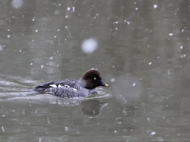 The image shows a black and white barrow's goldeneye duck swimming in the water with snowflakes...