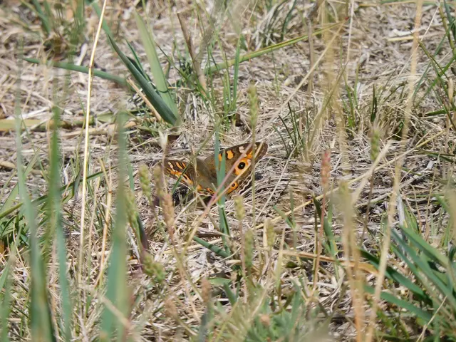 The image shows a brown and orange butterfly perched atop a bed of lush green grass. Its wings are...