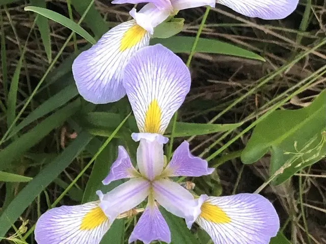 The image shows a close up of a Japanese iris flower with its vibrant purple petals and yellow...