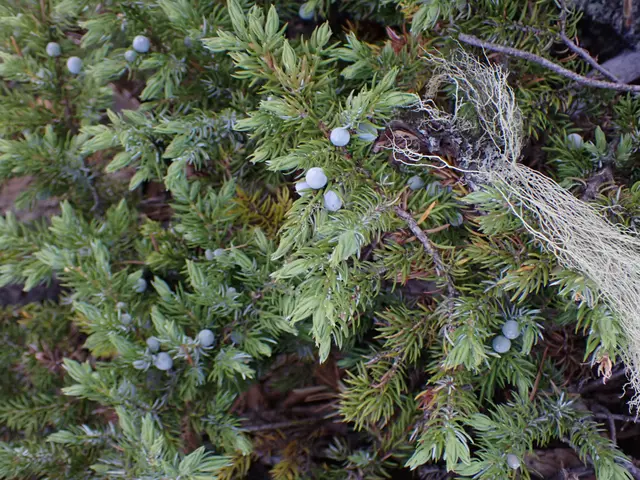 The image shows a close up of a juniper tree with green leaves and some berries on it. The leaves...