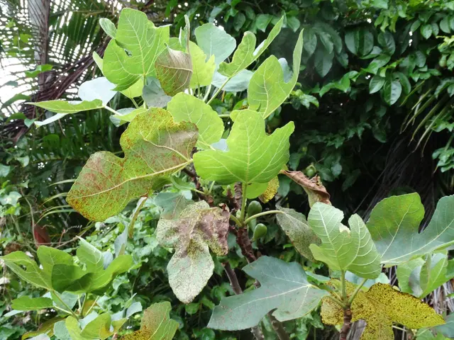 The image shows a fig tree in the middle of a garden, with lush green leaves and fruits growing on...