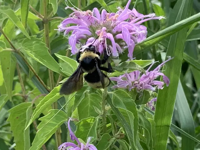 The image shows a bumblebee perched atop a vibrant purple bee balm flower surrounded by lush green...