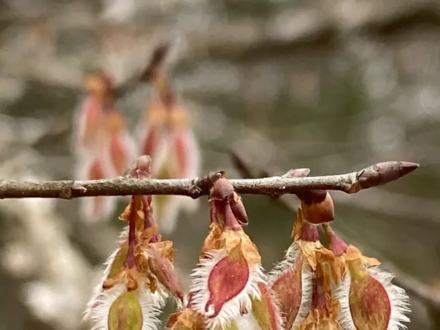 The image shows a close up of a branch of a pussy willow tree with its delicate white and pink...