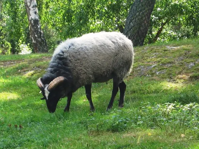 The image shows a domestic sheep grazing in a grassy field with trees in the background. The sheep...