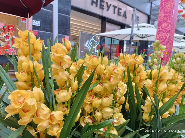 The image shows a vibrant display of yellow cymbidium orchids in front of a building, with lush...